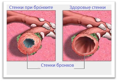 Органи дихання